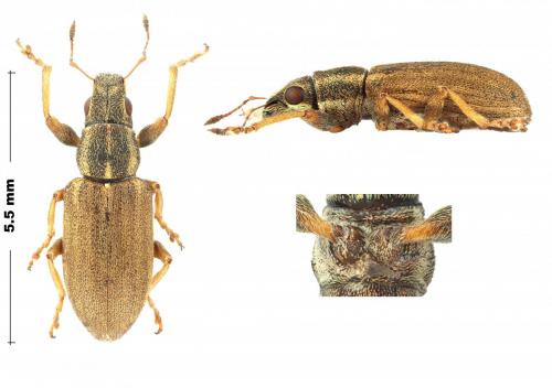 Sitona lineatus